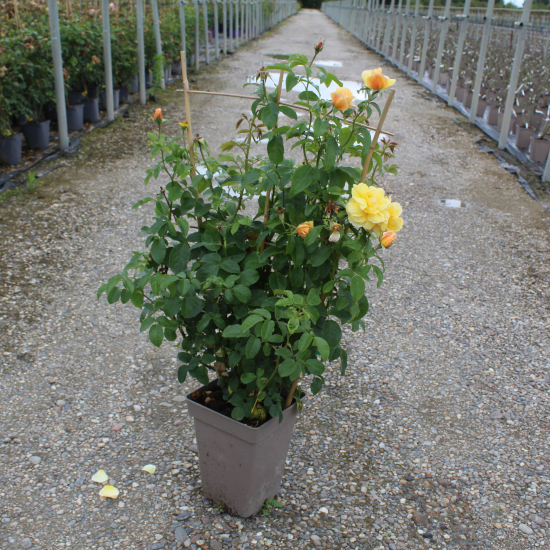 Rosier 'Soleil vertical'