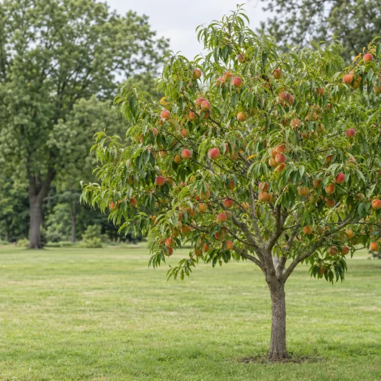 Pêcher 'Conserve' (Prunus persica) — arbre fruitier chargé de fruits colorés · Photo d'illustration