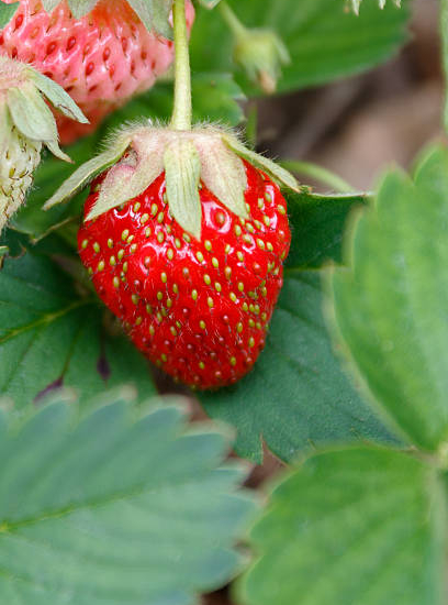 Fraisier 'Gento'