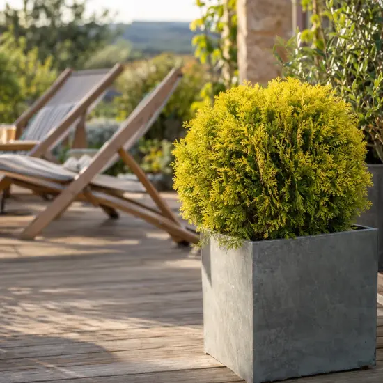 Thuya d'orient 'Compacta aurea nana' (Thuja orientalis) — arbuste arrondi jaune en pot carré sur terrasse