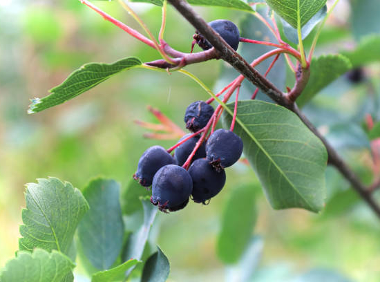 Cassissier 'Delbard robusta'