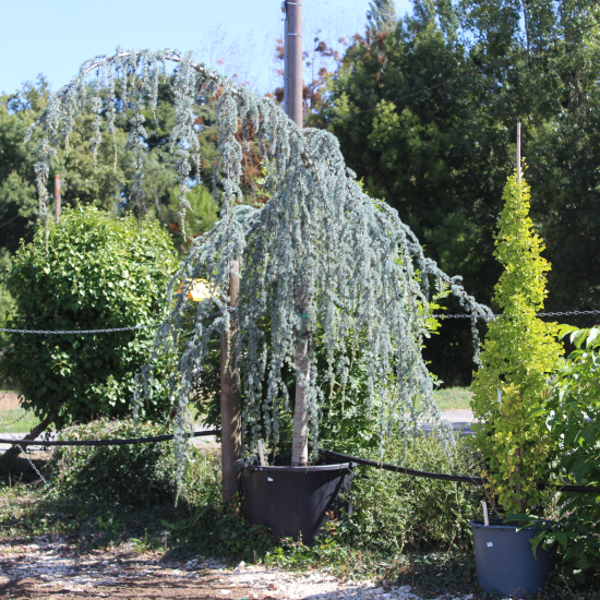 Cèdre pleureur bleu de l'atlas 'Glauca pendula'
