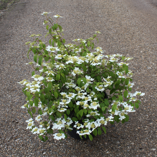 Viorne de chine 'Watanabe'