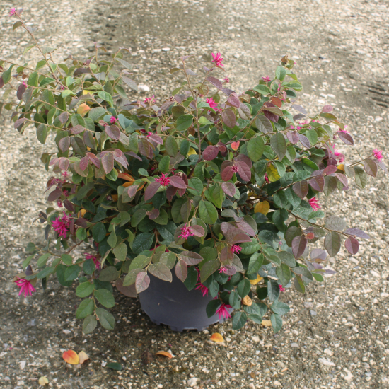 Loropétale de chine 'Blush'