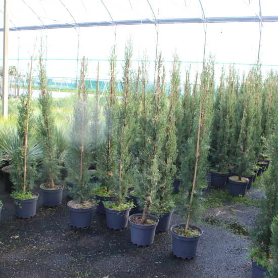 Cyprès 'Stricta'