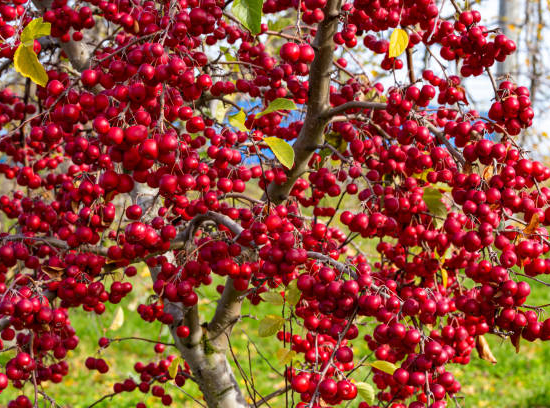 Pommier d'ornement 'Red sentinel'