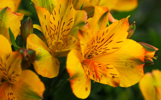 Alstroemeria 'Summer heat'