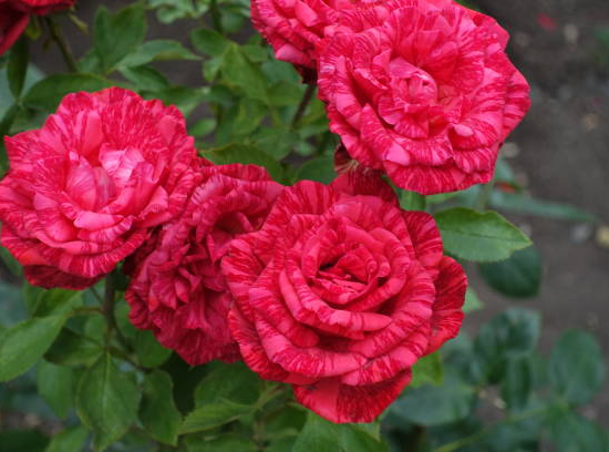 Rosier 'Broceliande '