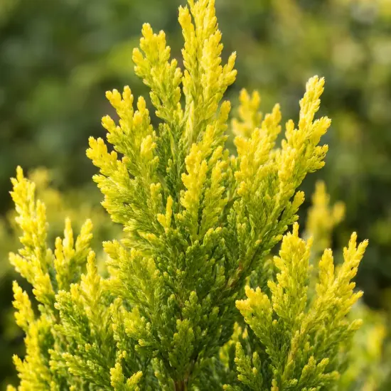 Thuya d'orient 'Pyramidalis aurea' (Thuja orientalis) — gros plan de feuillage conifère jaune vert