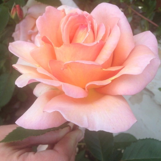 Rosier 'Belle du seigneur '