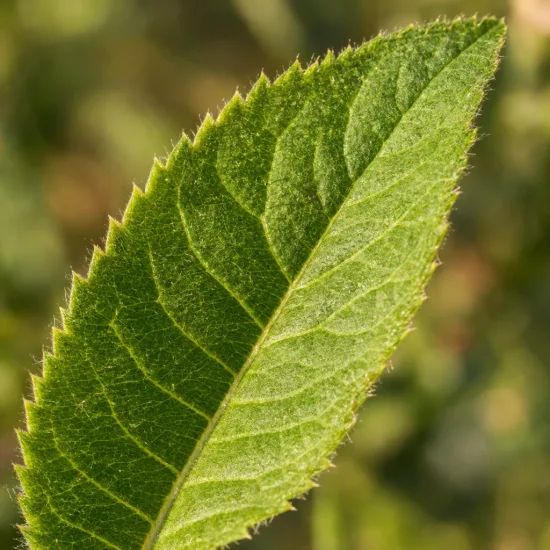Sauge ananas (Salvia elegans) — gros plan sur une feuille verte dentelée