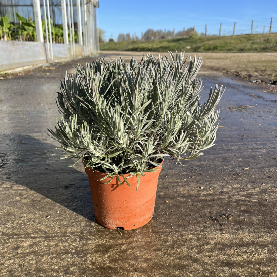 Lavandin 'Grosso'