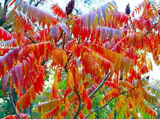 Sumac de virginie 'Dissecta'