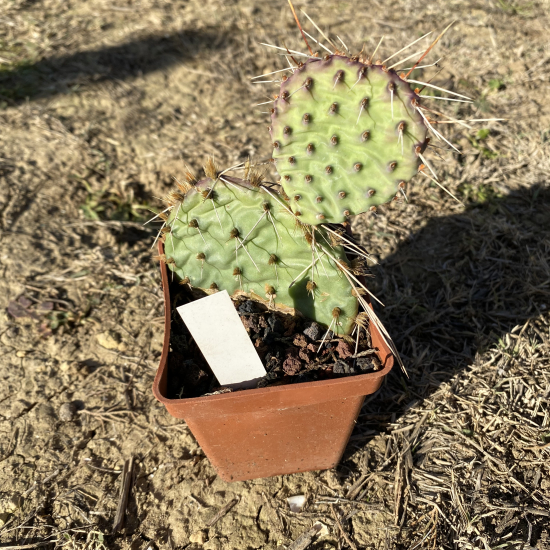 Figuier de Barbarie pourpre