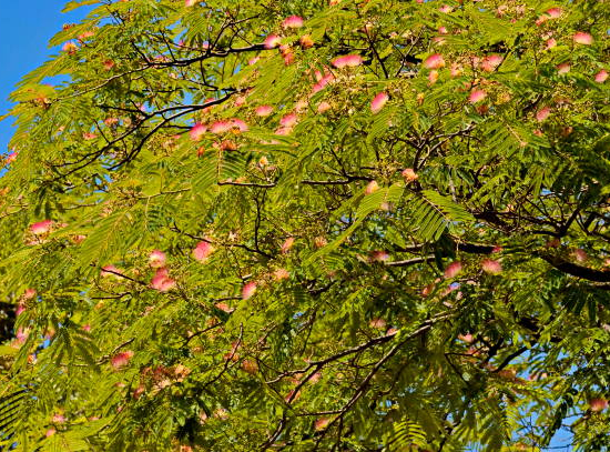 Arbre à soie 'Shidare'