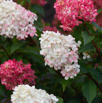 Hortensia paniculé 'Framboisine'