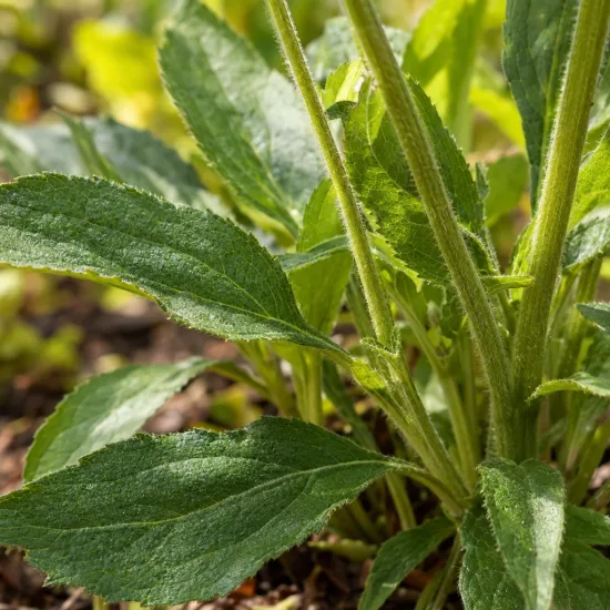 Échinacée 'Gold' (Echinacea guatemala) — gros plan sur feuillage vert à la base · Photo d'illustration