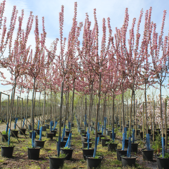 Cerisier du japon 'Kanzan'