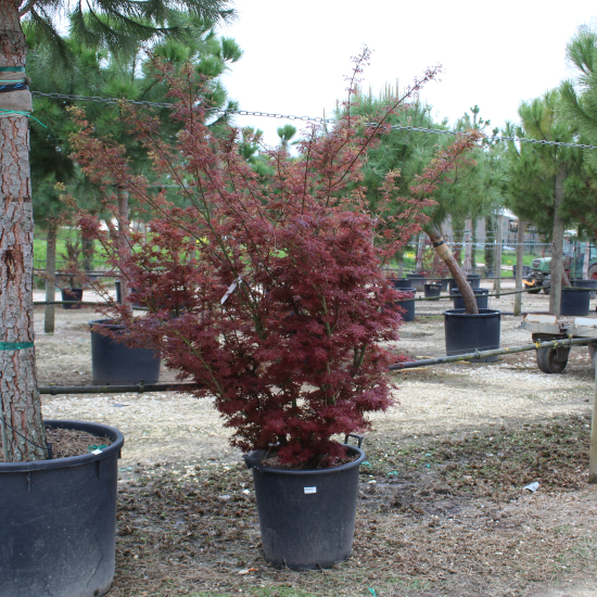 Érable du japon 'Jerre schwartz'