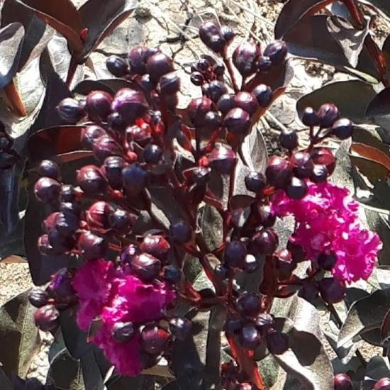 Lilas des indes 'Rhapsody in blue'