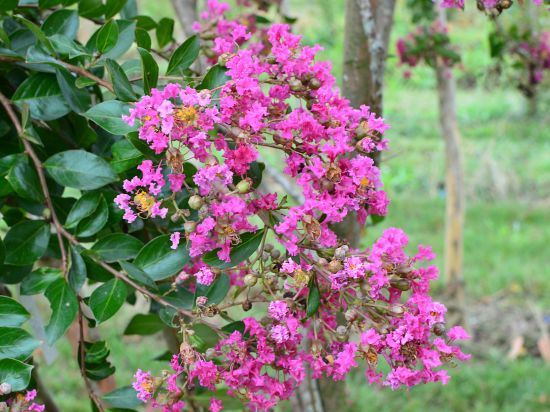 Lilas des indes 'Auguste violet'