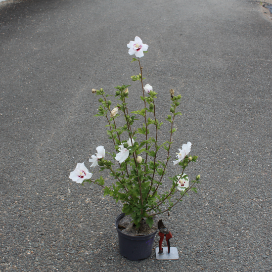 Althéa 'French point'