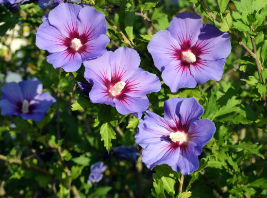 Rose de Chine Violette