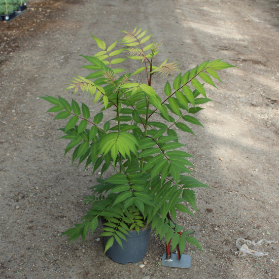 Fausse spirée à feuilles de sorbier 'Sem'
