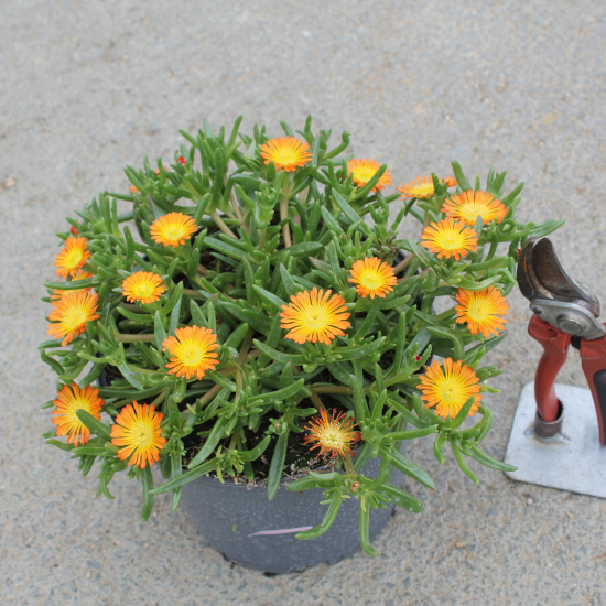 Pourpier vivace 'Orange wonder'