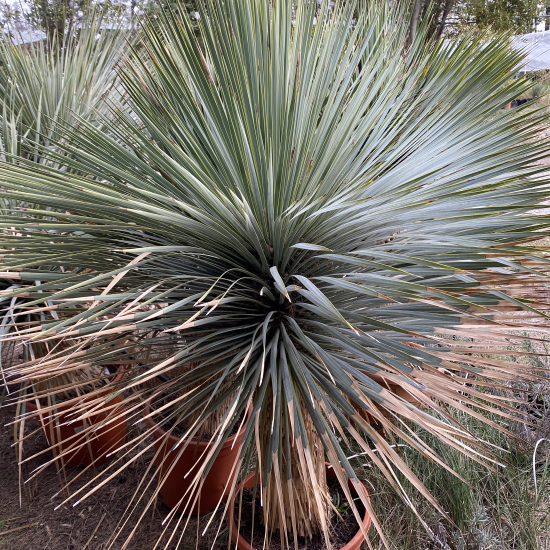 Yucca Rostrata