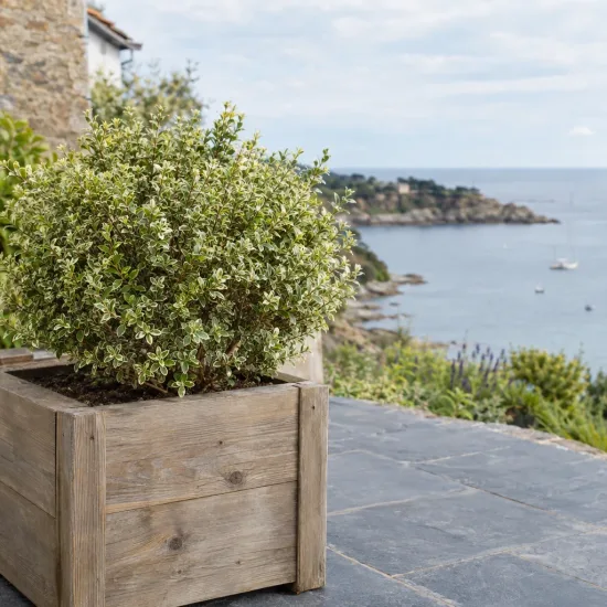 Myrte compact panaché blanc 'Variegata' (Myrtus microphylla) — arbuste dense panaché en bac bois sur terrasse · Photo d'illustration