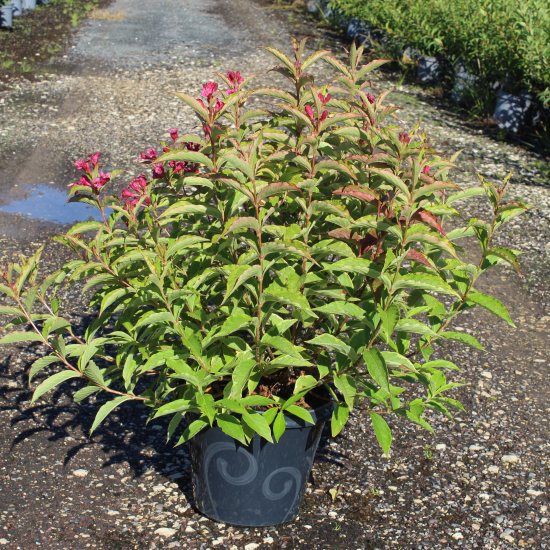 Weigelia 'Brigela'