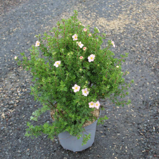 Potentille 'Lovely pink'