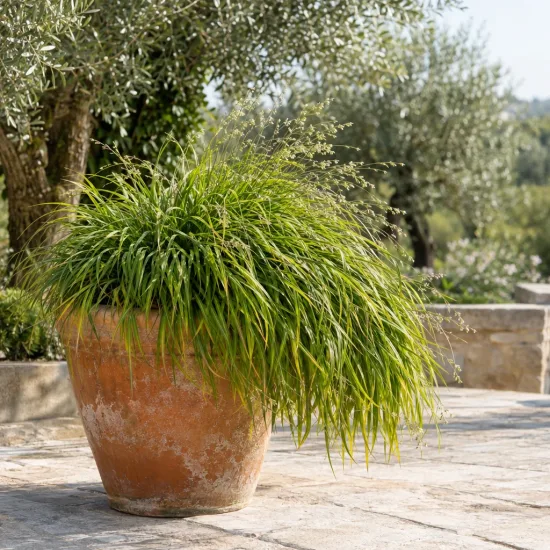 Herbe du japon (Hakonechloa macra) — touffe de graminée retombante dans grand pot · Photo d'illustration