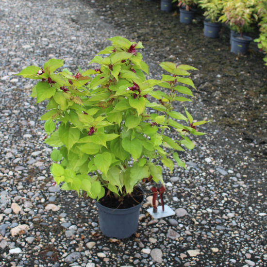 Arbre aux faisans 'Golden lanterns'