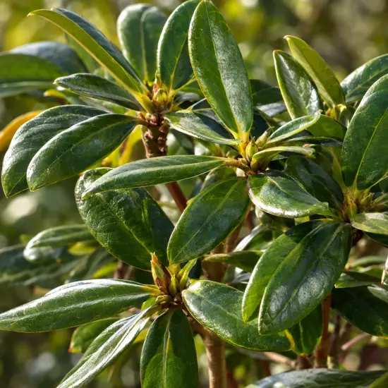 Rhododendron (Rhododendron hybrida) — gros plan sur feuillage vert brillant dense