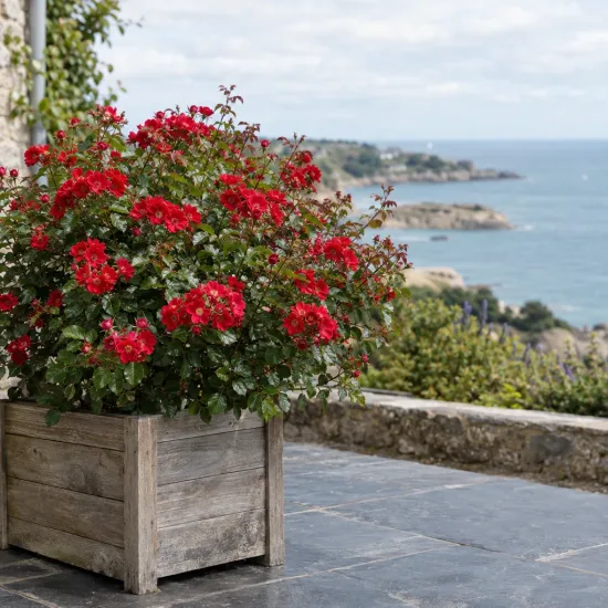 Rosier 'Knock out' (Rosa hybrida) — massif de fleurs rouges dans grand bac en bois · Photo d'illustration