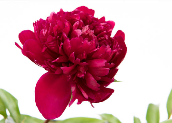 Pivoine 'Peter brandt rouge cerise'