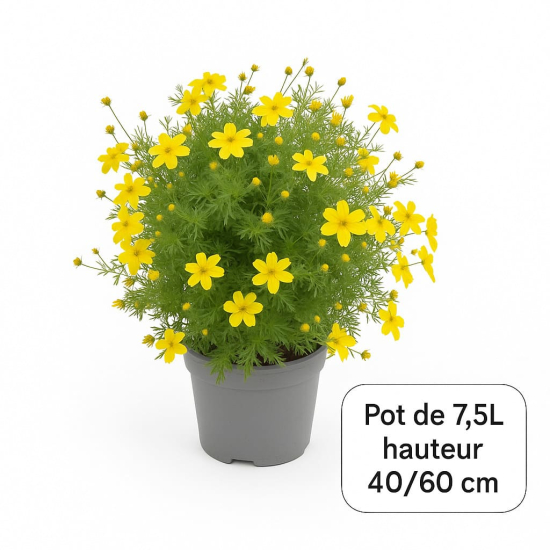 Potentille 'Goldfinger'
