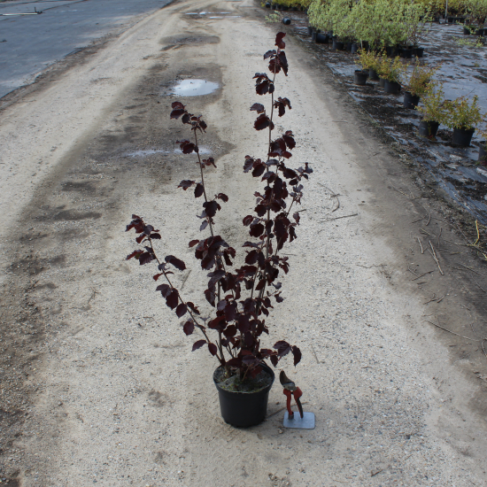 Noisetier pourpre 'Purpurea'