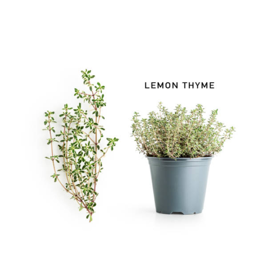 Thym citron