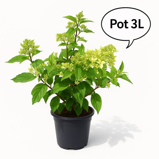 Hortensia paniculé 'Phantom'