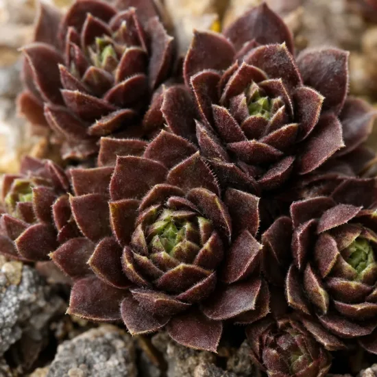 Joubarbe mint chocolate chip 'Chick charms mint chocolate chip' (Sempervivum) — rosettes de succulente brun pourpre sur substrat minéral · Photo d'illustration