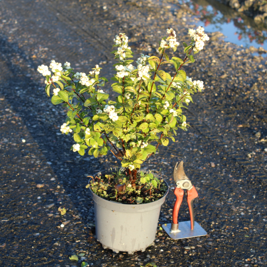 Symphorine 'White hedge'