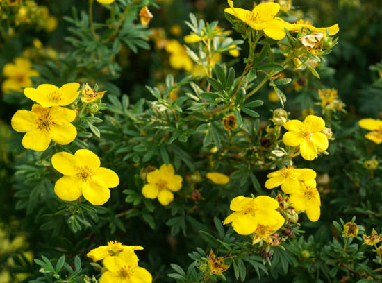 Potentille 'Goldfinger'
