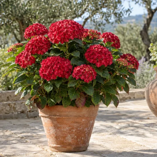 Hortensia 'Sybilla' (Hydrangea macrophylla) — massif de fleurs rouges en pot terre cuite · Photo d'illustration