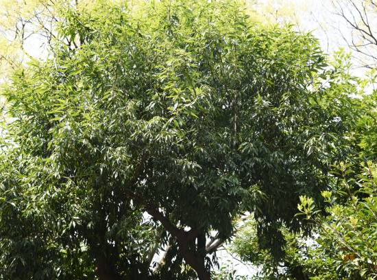 Chêne à feuilles de bambou