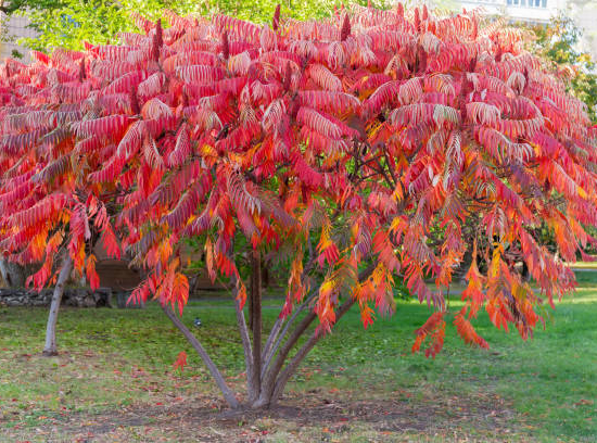 Sumac de virginie
