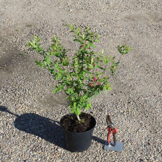 Chèvrefeuille de tartarie 'Hack s red'