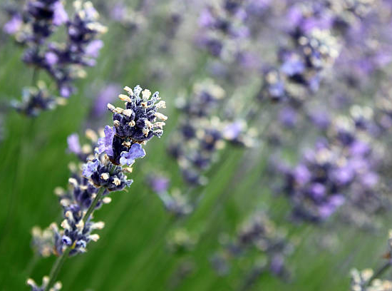 Lavandin 'Dutch lavander'